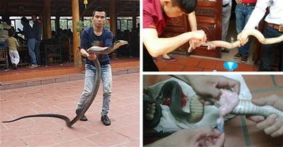 1 khúc thịt rắn chế ra 10 món thuốc chữa đủ chứng nan y