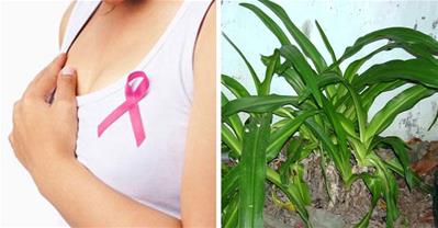Bài thuốc dân gian chữa ung thư vú không tốn kém