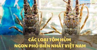 Các loại tôm hùm NGON nhất phổ biến nhất trên thị trường hải sản Việt Nam