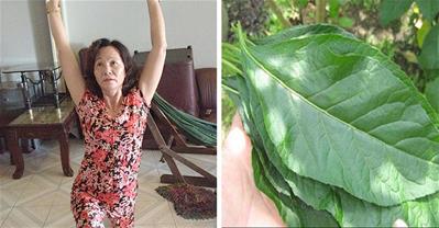 Cách chữa ung thư từ cây cỏ mọc nhiều ở Việt Nam