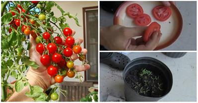 Cách trồng cây đơn giản từ vài lát cà chua thái lát