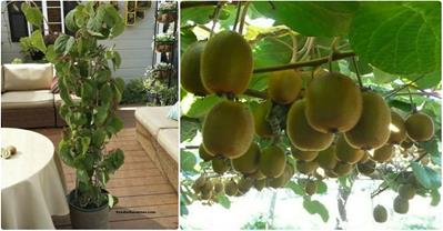 Hướng dẫn cách trồng kiwi tại nhà, tha hồ mà ăn