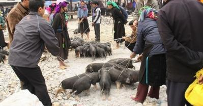 Lợn cắp nách Sapa ngon lẫy lừng ở Quán Xưa Ngọc Khánh
