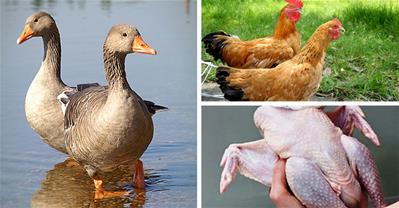 Mẹo chọn gà, vịt ngon, không bệnh, không bị bơm nước