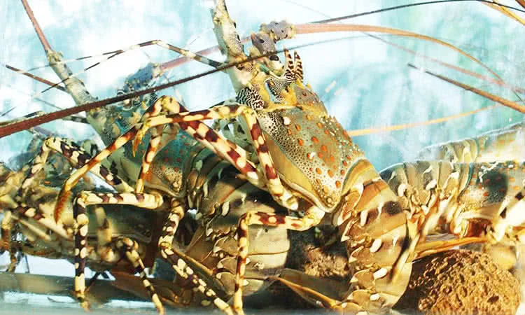 hai-san-bien-dong-hong-ha-mon-qua-tu-bien-ca-5