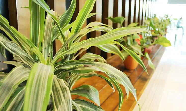 nha-hang-buffet-thanh-nam-to-huu-ha-dong-11