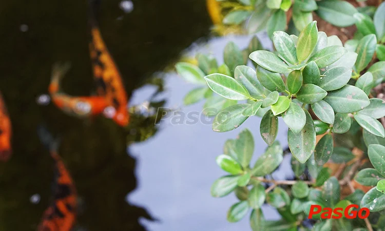 pho-co-cafe-restaurant-le-dai-hanh-anh-slide-12