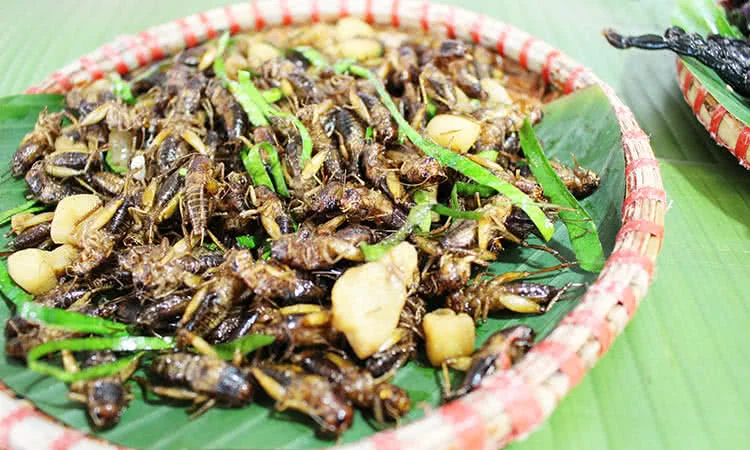 quan-kien-nghi-tam-quan-nhau-con-trung-doc-dao-4