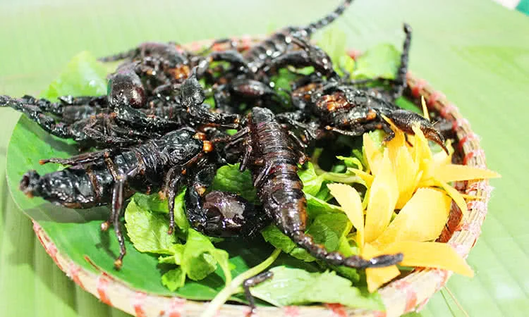 quan-kien-nghi-tam-quan-nhau-con-trung-doc-dao-5