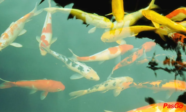 Slide Miam Thái Lương khánh thiện 11