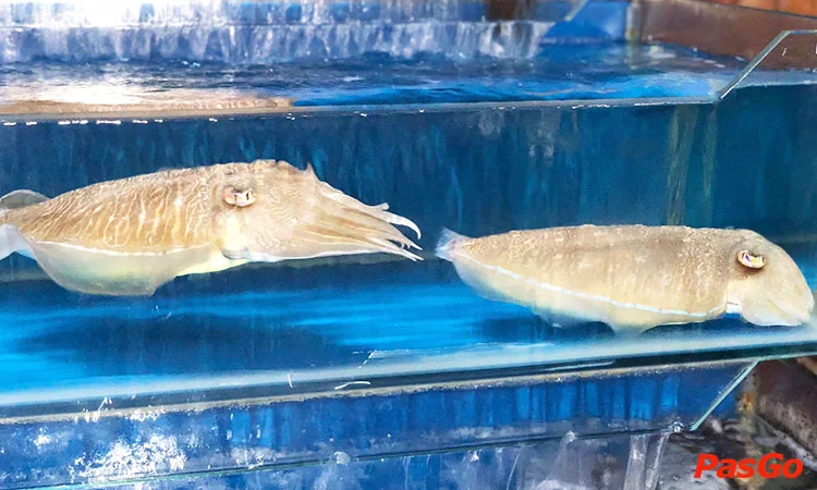 vua-hai-san-danh-dach-quan-kdt-co-nhue-12