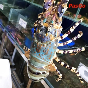 Hải Sản Vạn Chài Kim Ngưu    