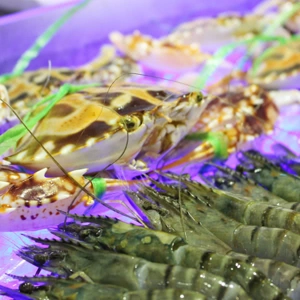 NHÀ HÀNG ROYAL BUFFET – ROYAL CITY – TIỆC BUFFET ĐẲNG CẤP HOÀNG GIA