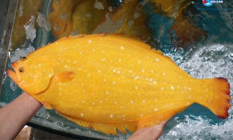 Giảm 1.500K/kg Cá Bơn Vàng Jeju1