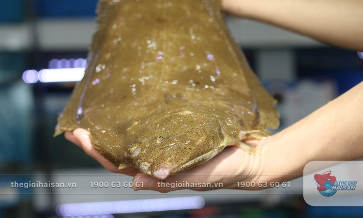 Giảm 1.000K/kg Cá Bơn Olive - Thế Giới Hải Sản - Trần Hưng Đạo1