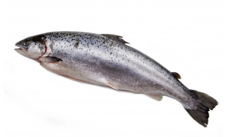 Giảm Giá Các Loại Hải Sản3