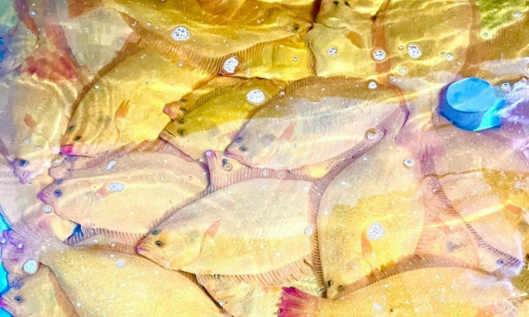 Giảm 1.500K/kg Cá Bơn Vàng/Trắng/Black Diamond - Thế Giới Hải Sản - Vũ Trọng Khánh1