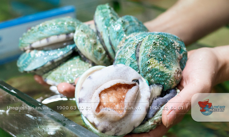 Giảm 1.800K/kg Bào Ngư Úc Xanh 1