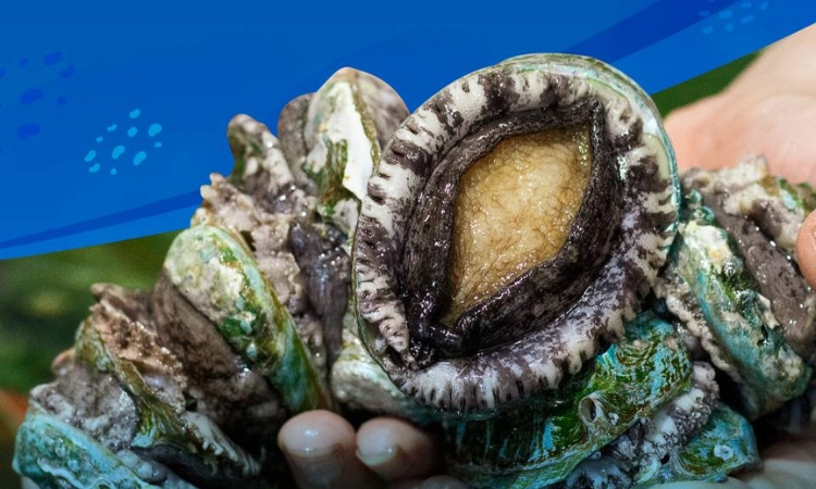 Giảm 1.800K/kg Bào Ngư Hàn/Úc Xanh - Thế Giới Hải Sản - Trần Hưng Đạo1