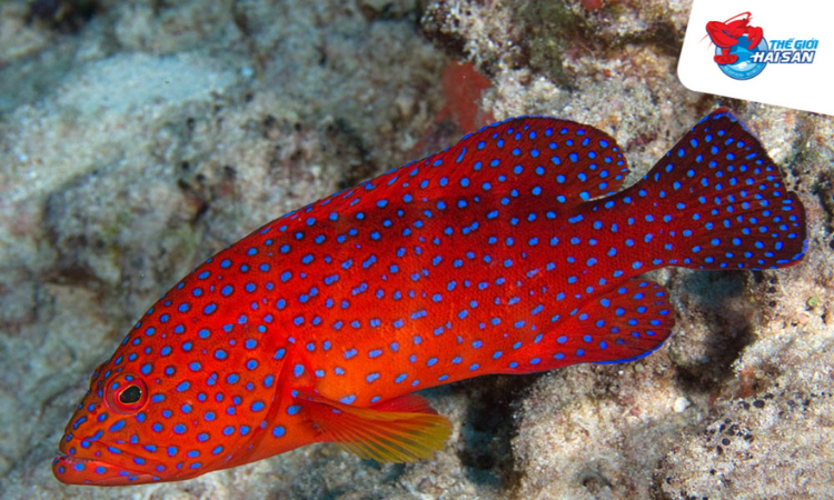 Giảm 500K/kg Cá Song Đỏ - Thế Giới Hải Sản - Trần Kim Xuyến1