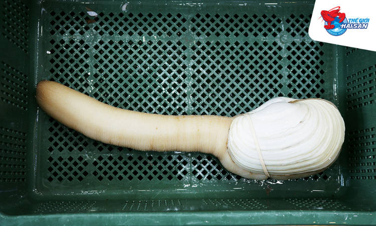 Giảm 500K/kg Vòi Voi Canada - Thế Giới Hải Sản - Vũ Trọng Khánh1