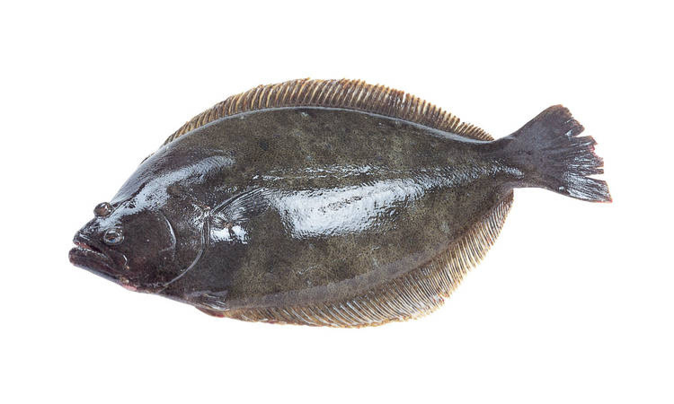 Giảm 1.500K/kg Cá Bơn Vàng/Trắng/Black Diamond - Thế Giới Hải Sản - Vũ Trọng Khánh2