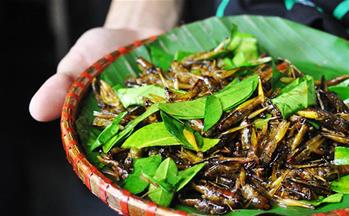 Quán Kiến Tuệ Tĩnh – Nhậu “độc” với côn trùng [HN]